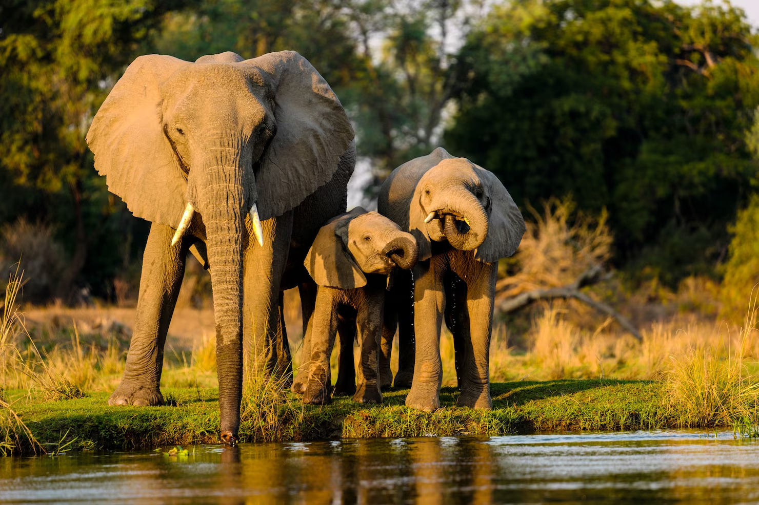 Wildlife Tours & Safari