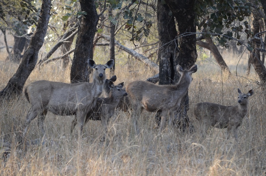 Visit to the Jim Corbett National Park