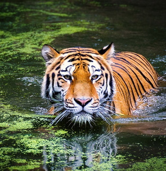 India Tiger Tour